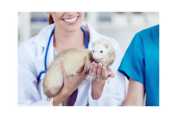 Como escolher o furão perfeito – cuidados de saúde