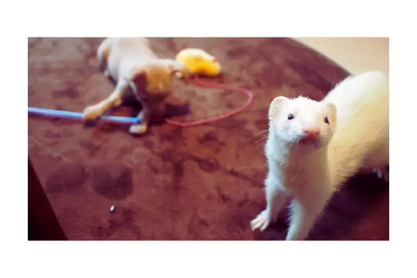 Como escolher o furão perfeito – furão brincando em casa