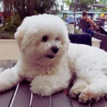 Cachorro observando atentamente seu tutor, demonstrando emoções por meio da linguagem corporal — exemplo de comportamento canino e vínculo afetivo entre humano e pet.