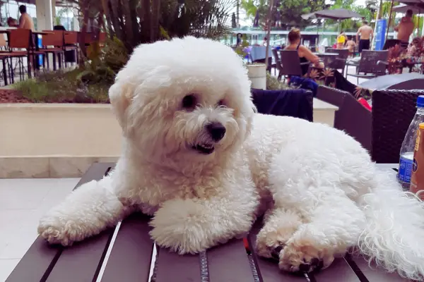Cachorro observando atentamente seu tutor, demonstrando emoções por meio da linguagem corporal — exemplo de comportamento canino e vínculo afetivo entre humano e pet.
