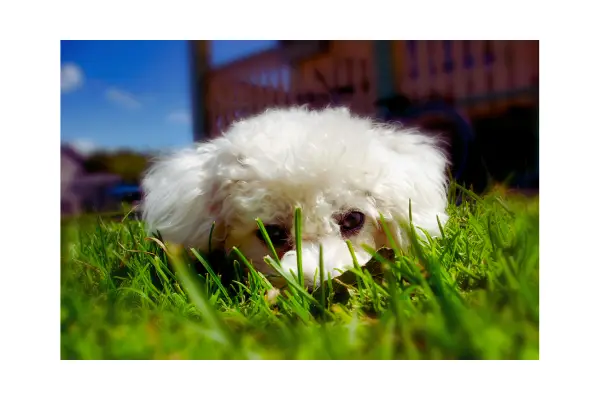 Comportamento canino do Bob Bichon Frisé atento e curioso olhando para a câmera