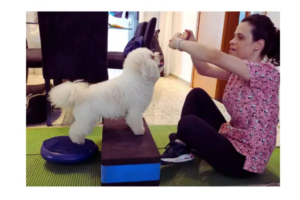 Comportamento canino do Bob Bichon Frisé na fisioterapia
