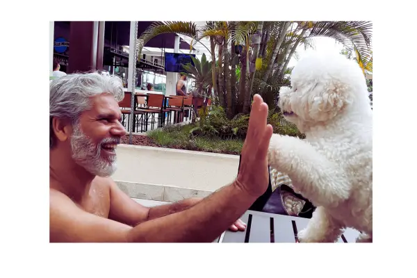 Comportamento canino do Bob linguagem corporal