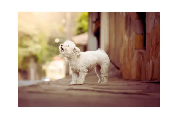 Comportamento canino do Bob