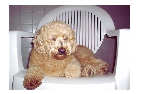 Este é fofão que faleceu de câncer de fígado