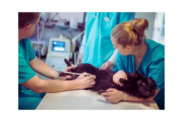 Exames veterinários como ultrassom e hemograma para identificar câncer em cães.