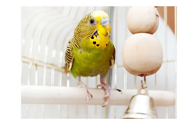 Gaiola ampla e adequada para aves domésticas, com poleiros e brinquedos