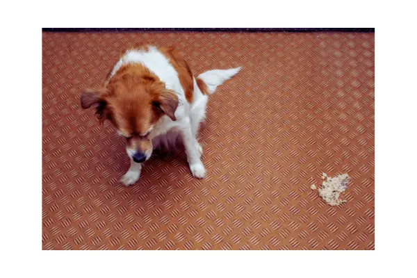 Ilustração do sistema digestivo canino destacando problemas comuns associados ao câncer.