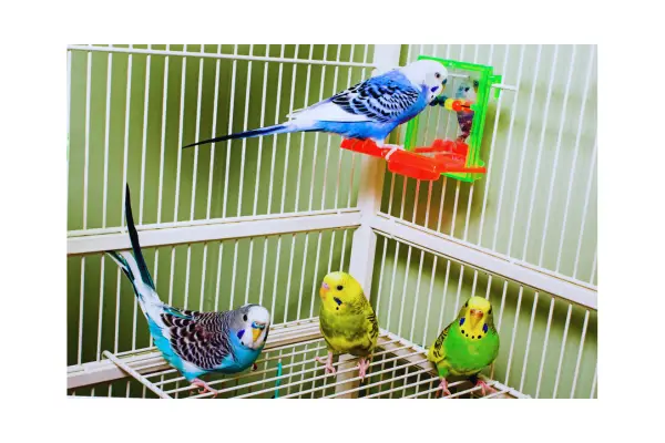 Montagem com calopsita, periquito, agapornis e canário, principais aves domésticas para iniciantes.