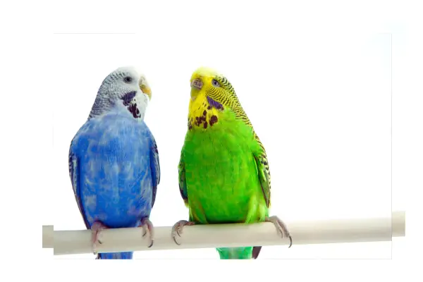 Periquito-australiano colorido em poleiro, ideal para iniciantes em aves domésticas.