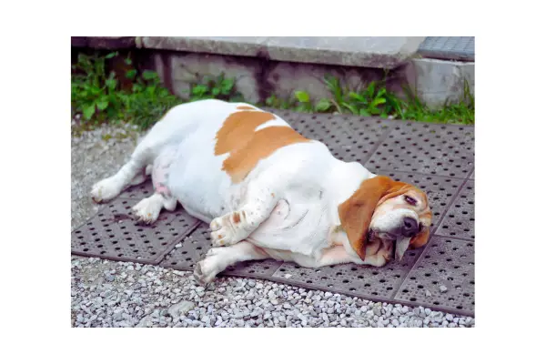 Tutor confortando cão com abdômen levemente inchado, sinal de tumor interno.