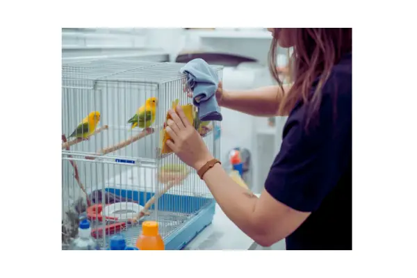 Tutor higienizando a gaiola das aves domésticas, garantindo ambiente seguro e saudável.