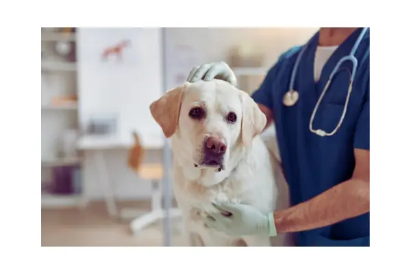 Veterinário examinando nódulo na pele do cão, sinal clássico de possível câncer.