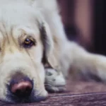 Cão com expressão abatida demonstrando sinais sutis de câncer em cães, como falta de energia e desconforto