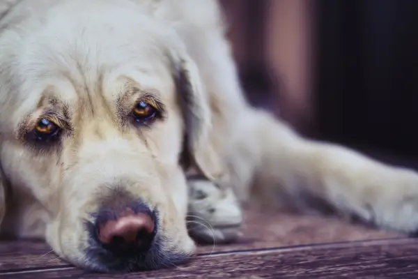 Cão com expressão abatida demonstrando sinais sutis de câncer em cães, como falta de energia e desconforto