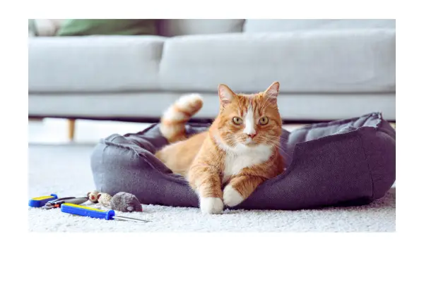 comportamento animal de marcação de território em gatos