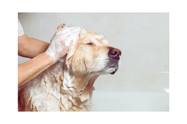 Cuidados com orelhas e patas na rotina de higiene e grooming