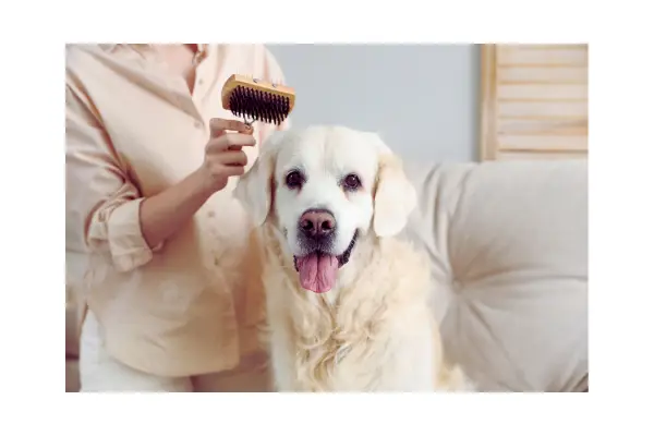 Escovação como parte da higiene e grooming em casa