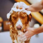 Cuidados com pets em mudanças de clima e estação Higiene e grooming em casa para cães e gatos com cuidados diários