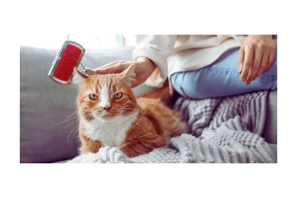 Higiene e grooming em casa para gatos com escovação regular