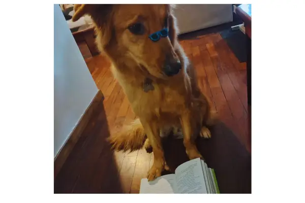 Jimy, protagonista desta história real de adoção de cachorro, hoje vive feliz e seguro com sua tutora Luciana.