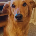 Xixi no Lugar Certo: Como Ensinar Seu Cachorro História real de adoção de cachorro caramelo Jimy ao lado de sua tutora Luciana em ambiente seguro.