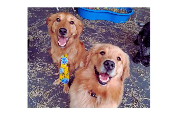 A importância da socialização e dos brinquedos interativos