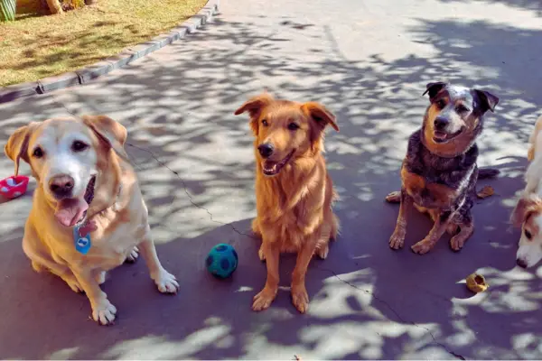 Jimy - história real de adoção de cachorro