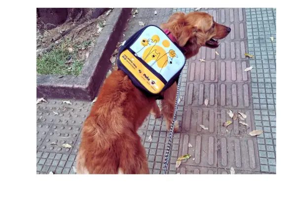 Jimy indo para a escolinha