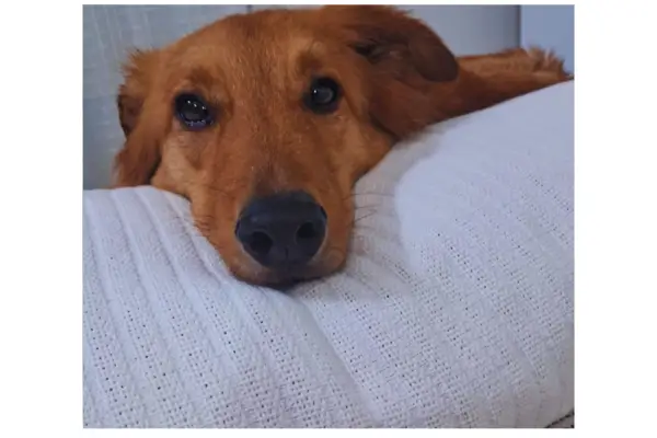 História Real de Adoção de Cachorro
