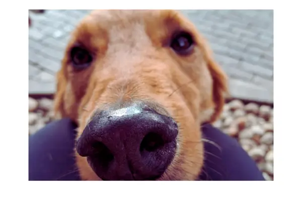 Jimy - os primeiros dias