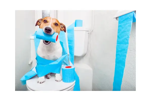 Por Que Seu Cachorro Não Faz Xixi no Lugar Certo