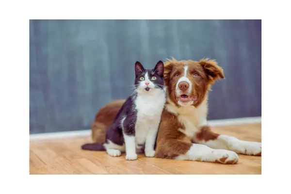 Rotina de higiene e grooming fortalece o vínculo com o pet