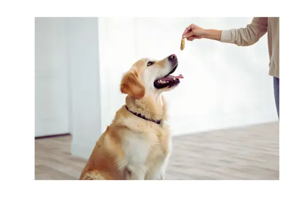 aprendizado do filhote por associação e reforço positivo