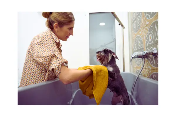 banho no grooming passo a passo com secagem correta