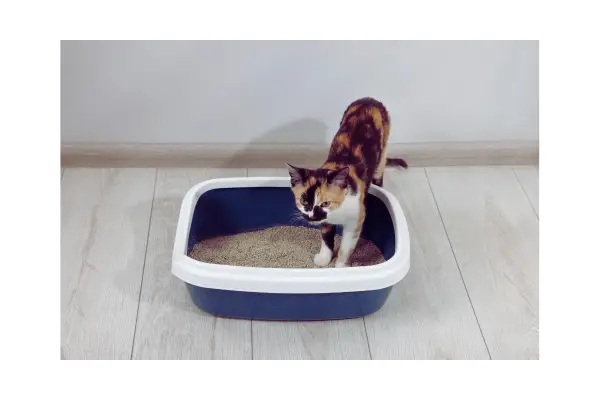 caixa de areia como sinal de saúde urinária em gatos