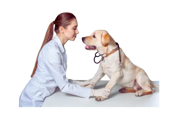 checklist de cuidados com pets em mudanças de clima e estação