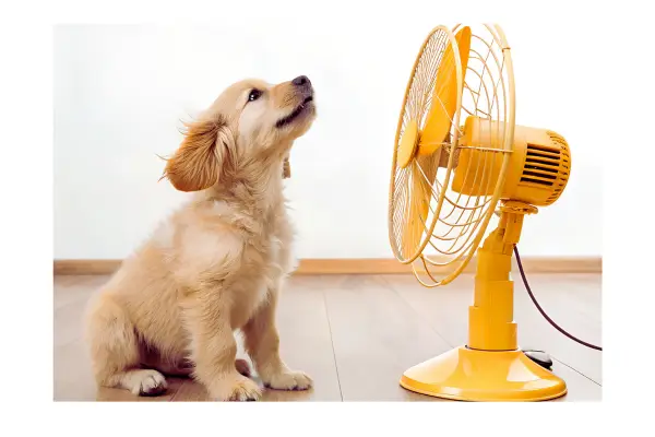 checklist de cuidados com pets em mudanças de clima e estação