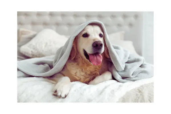 checklist de cuidados com pets em mudanças de clima e estação