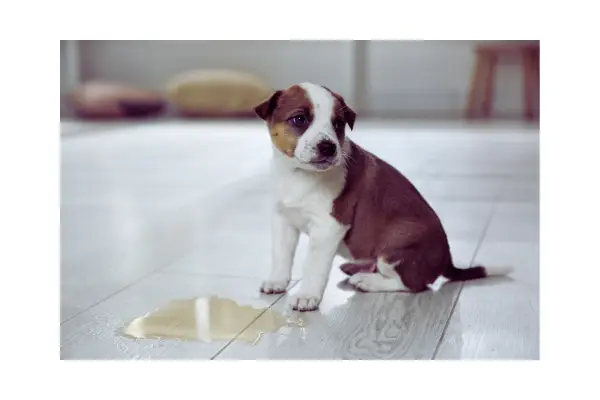 como ensinar filhote a fazer xixi no lugar certo em casa