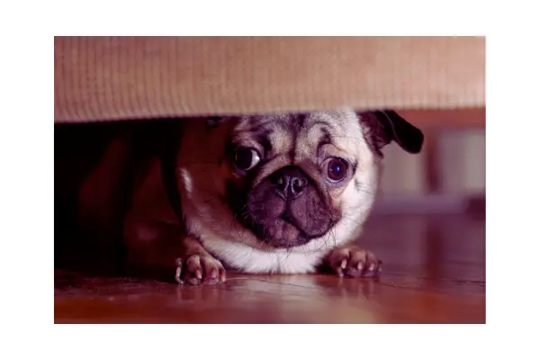 comportamento animal afetado por punição do tutor