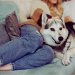 Cuidados com pets em mudanças de clima e estação comportamento animal e cuidados com pets em casa