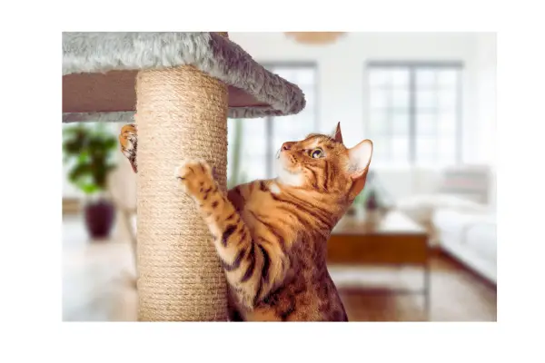 comportamento animal instintivo em cães e gatos