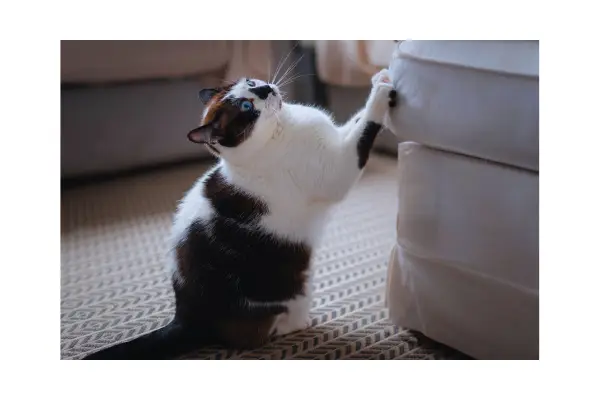 comportamento animal instintivo em cães e gatos