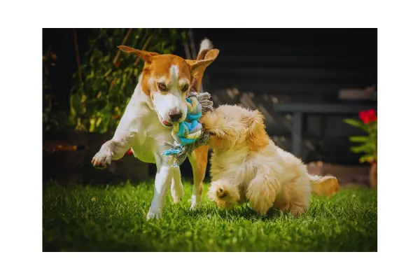 comportamento animal orientado com arranhadores e brinquedos