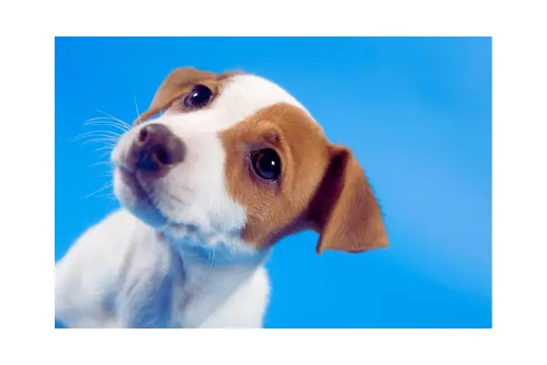 comportamento do pet durante o grooming passo a passo