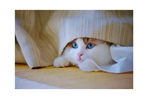 comportamento silencioso dos gatos diante de doenças