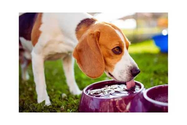 cuidados com pets no calor e hidratação adequada