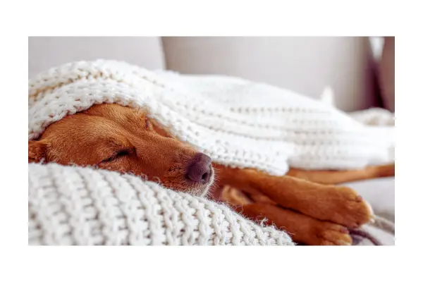 cuidados com pets no frio e conforto térmico