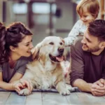 Xixi no Lugar Certo: Como Ensinar Seu Cachorro doenças comuns em cachorros e cuidados preventivos